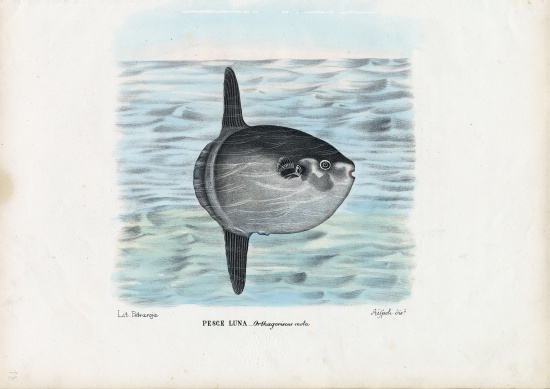 Ocean Sunfish from Raimundo Petraroja