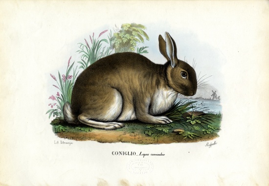 Rabbit from Raimundo Petraroja