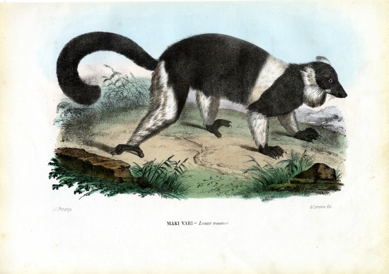 Ruffed Lemur from Raimundo Petraroja