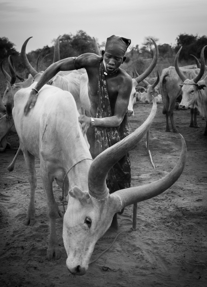 Mundari und Kuh,Südsudan from Raul Cacho Oses