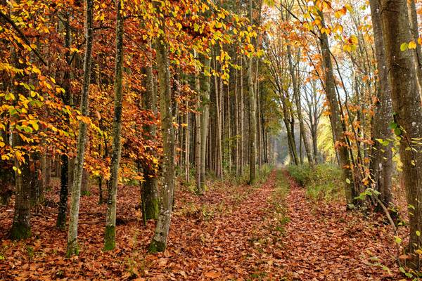 Ein Waldweg mit Laub durch einen leuchtenden Herbstwald from Robert Kalb