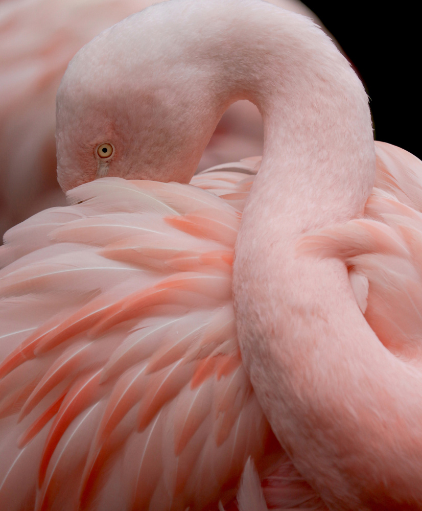 Porträt eines rosa Flamingos from Robin Wechsler