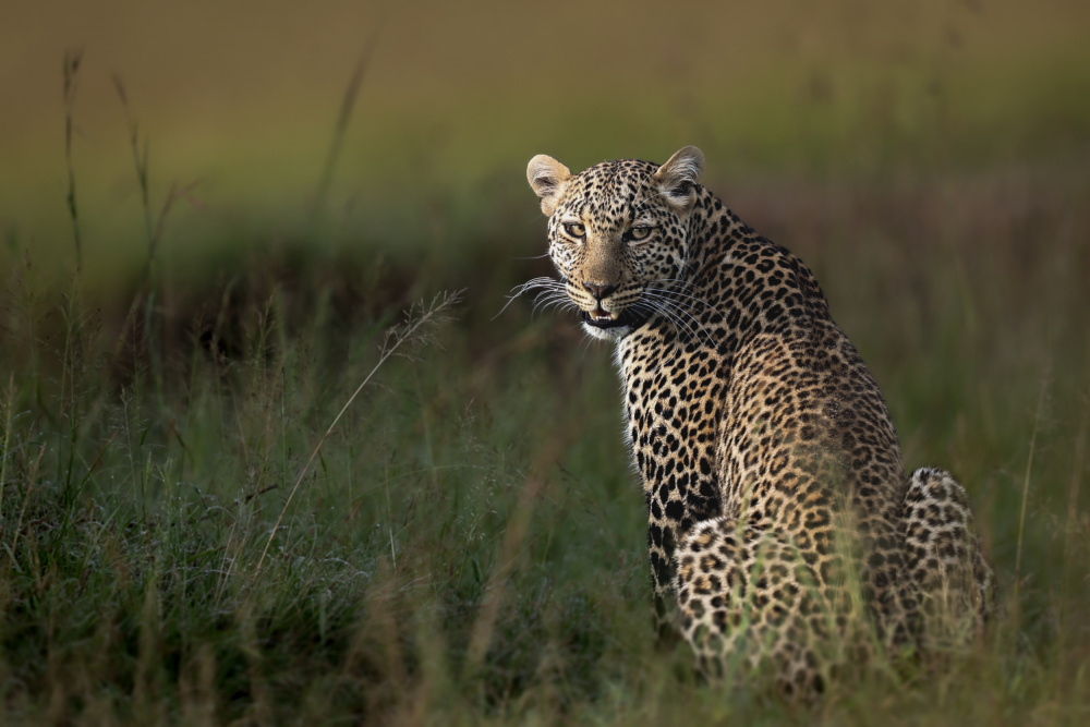 Afrikanischer Leopard ... from Roshkumar
