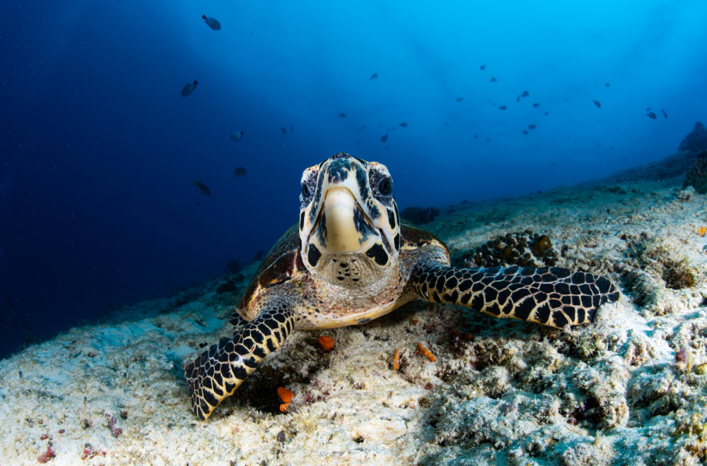Meeresschildkröte schaut dich an from Ryan Y Lin