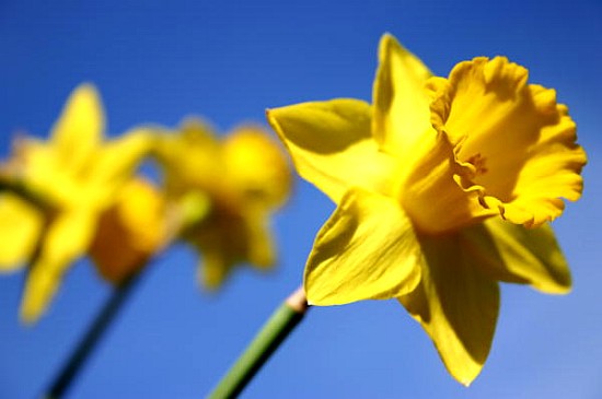 Daffodil Line (colour photo)  from Sarah  O'Toole