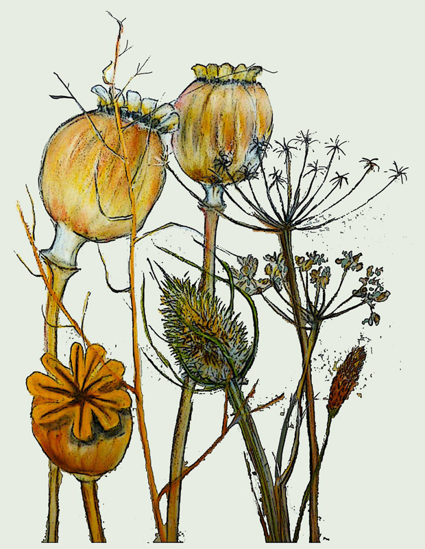 Dried seed heads from Sarah Thompson-Engels