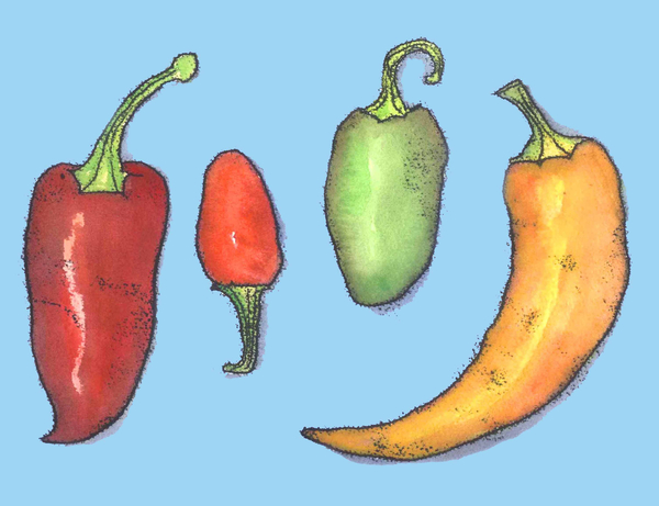 Chilli peppers from Sarah Thompson-Engels