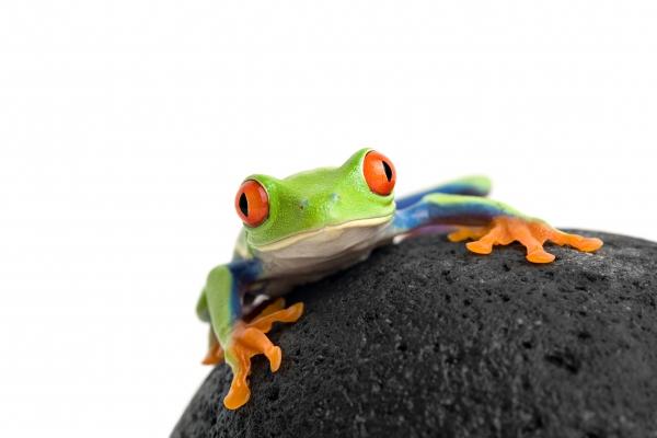 frog on a rock isolated white from Sascha Burkard