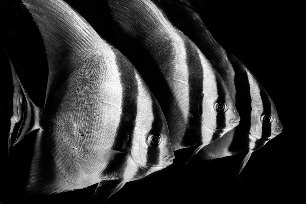Fledermausfisch from Serge Melesan