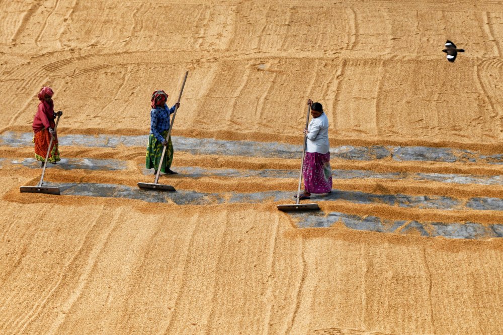 Reistrocknung durch Frauen from Shaibal Nandi