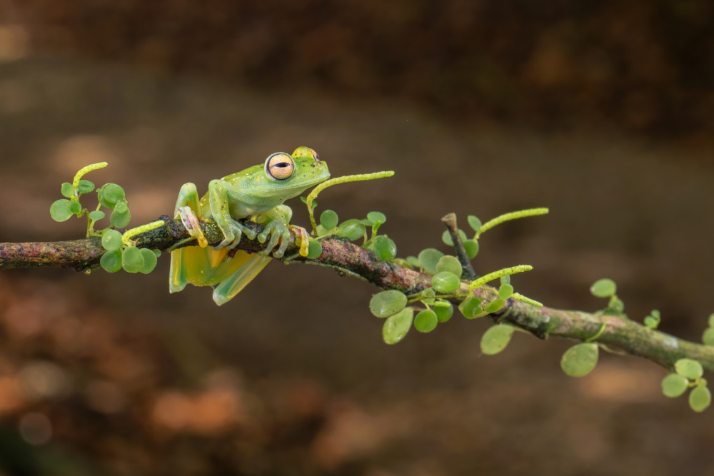 Ein Costa-Rica-Frosch from sheila xu
