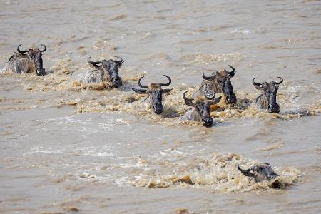 Wilde Tiere - Mara River