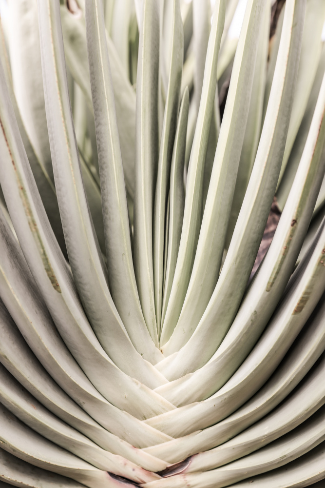 Blink-Kaktus from Shot by Clint