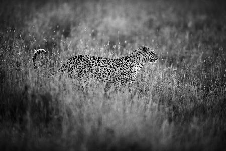 Leopardenstimmung