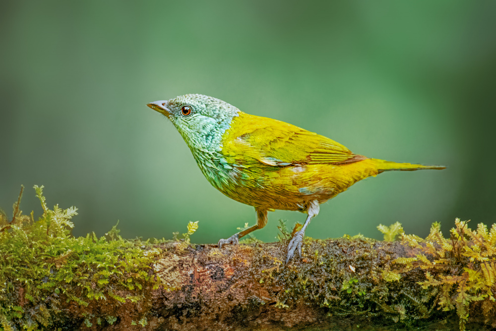 Blaukopf-Tanager from Siyu and Wei Photography