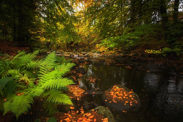 Herbst im Harz from Steffen  Gierok