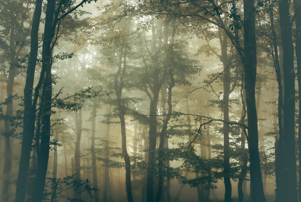 Wald from Stephanie Kleimann