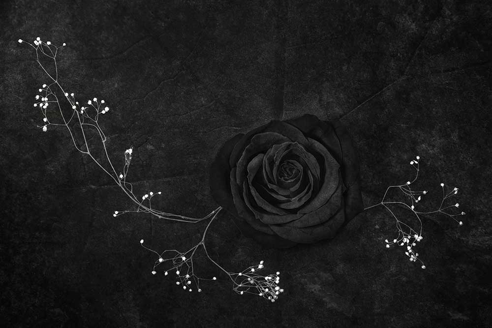 Rose Noire from Stephen Clough