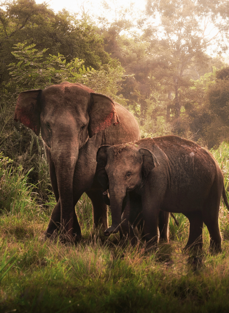 Der Elefantensohn und die Elefantenmutter from Susnata Majumder