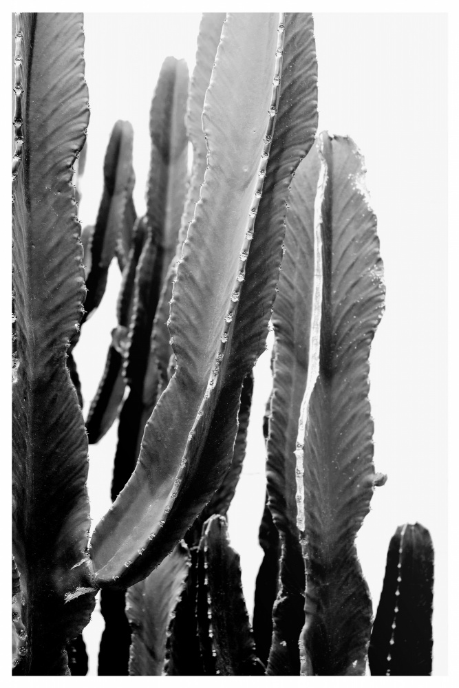 BOHO-Kaktus from THE MIUUS STUDIO