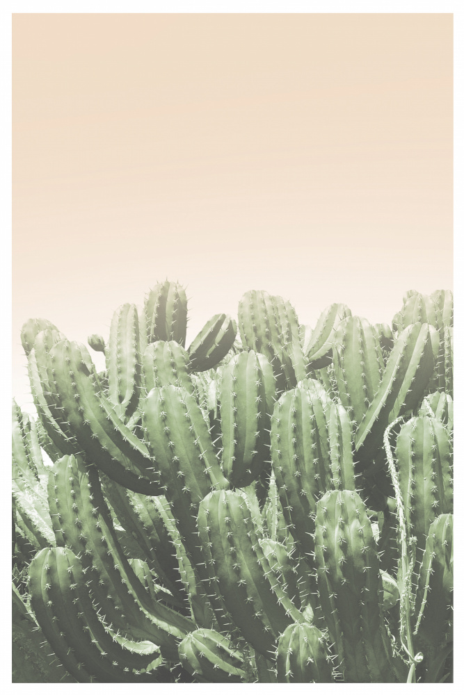 Boho-Kaktus Nr.4 from THE MIUUS STUDIO