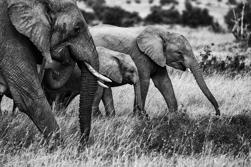 Elefantenfamilie from Vedran Vidak