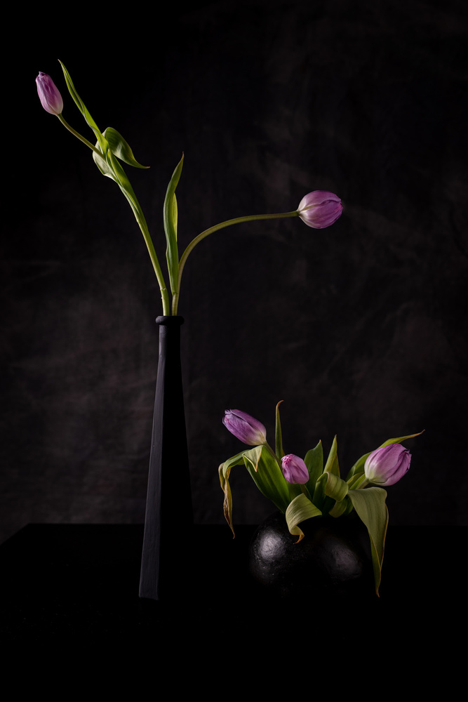 Stillleben mit fünf rosa Tulpen from Vito Guarino