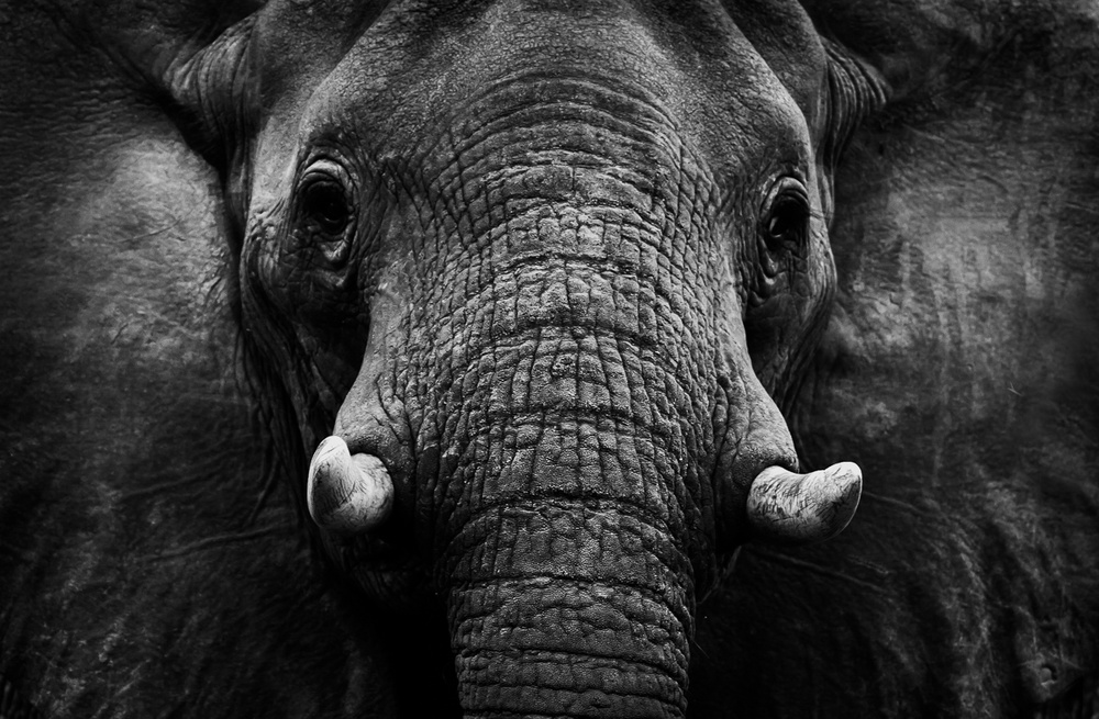 Elefant from WildPhotoArt