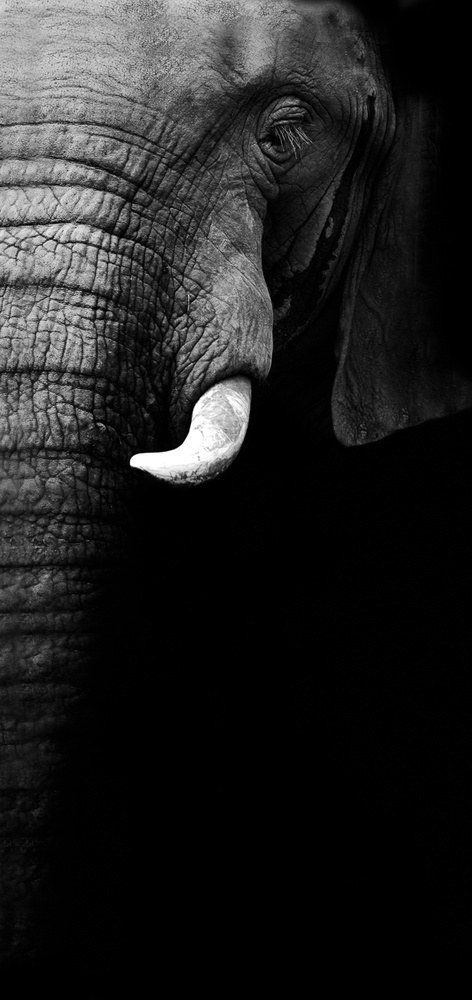 Elefantenporträt from WildPhotoArt