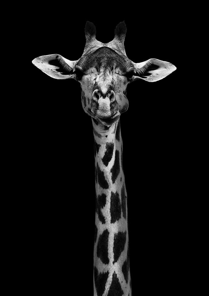 Giraffenporträt from WildPhotoArt