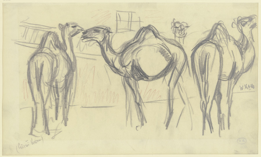 Kamele (Circus Krone) from Wilhelm Kalb