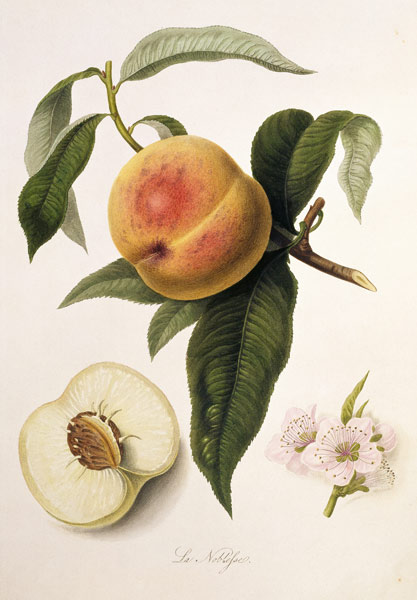 Noblesse Peach from William Hooker