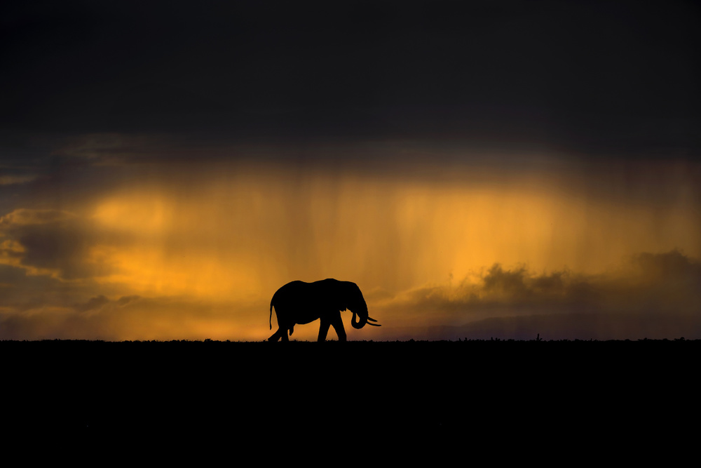 Elefant in einem Regensturm bei Sonnenuntergang from Xavier Ortega