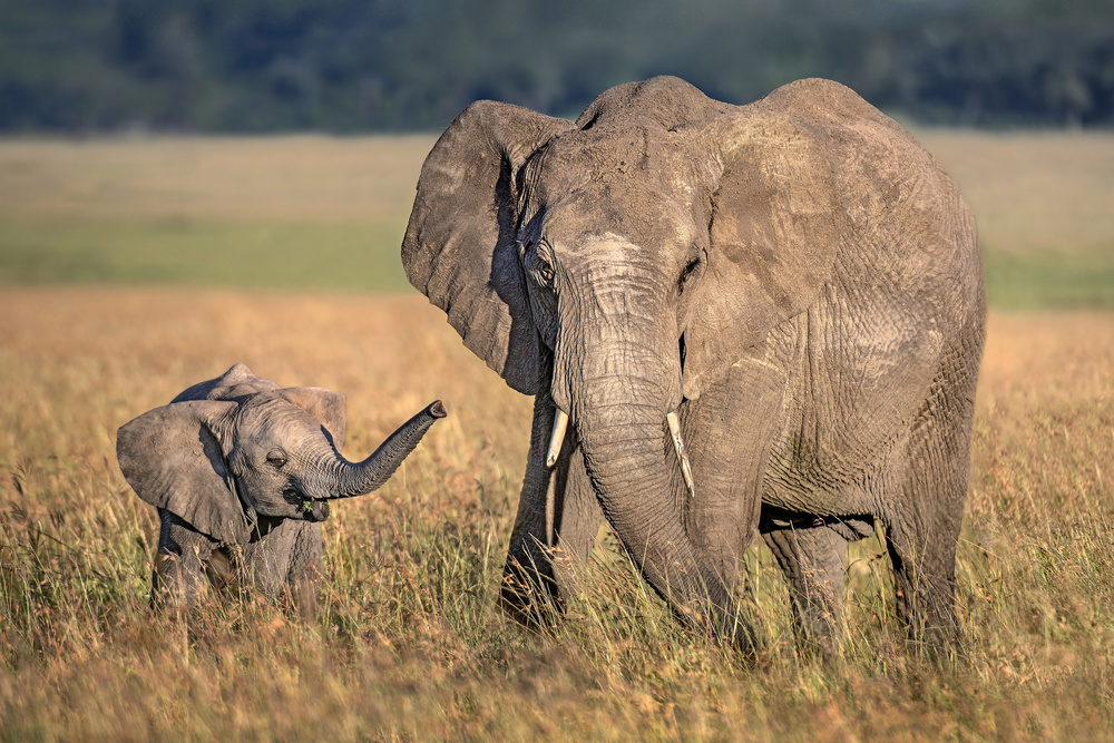Elefantenmutter mit Kalb from Xavier Ortega