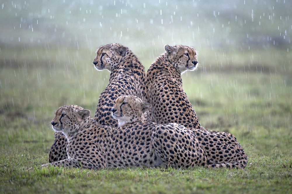 Geparden im Regen from Xavier Ortega