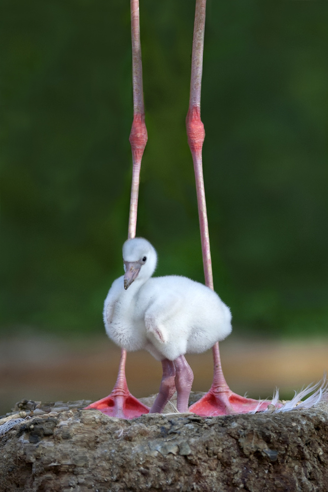 Karibisches Flamingoküken from Xavier Ortega