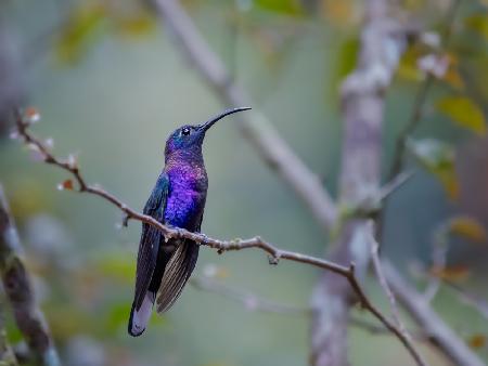 Costa Ricas Kolibri