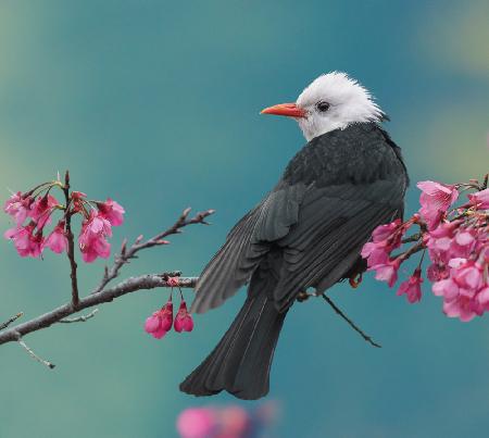 Weißköpfiger schwarzer Bulbul