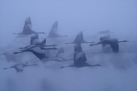 Kraniche im Nebel