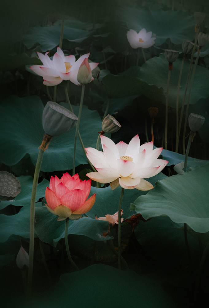 Lotus from YoungIl Kim