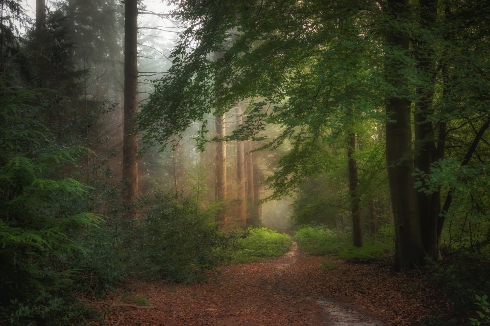Ein wunderschöner Morgen im Wald. from Ytje Veenstra