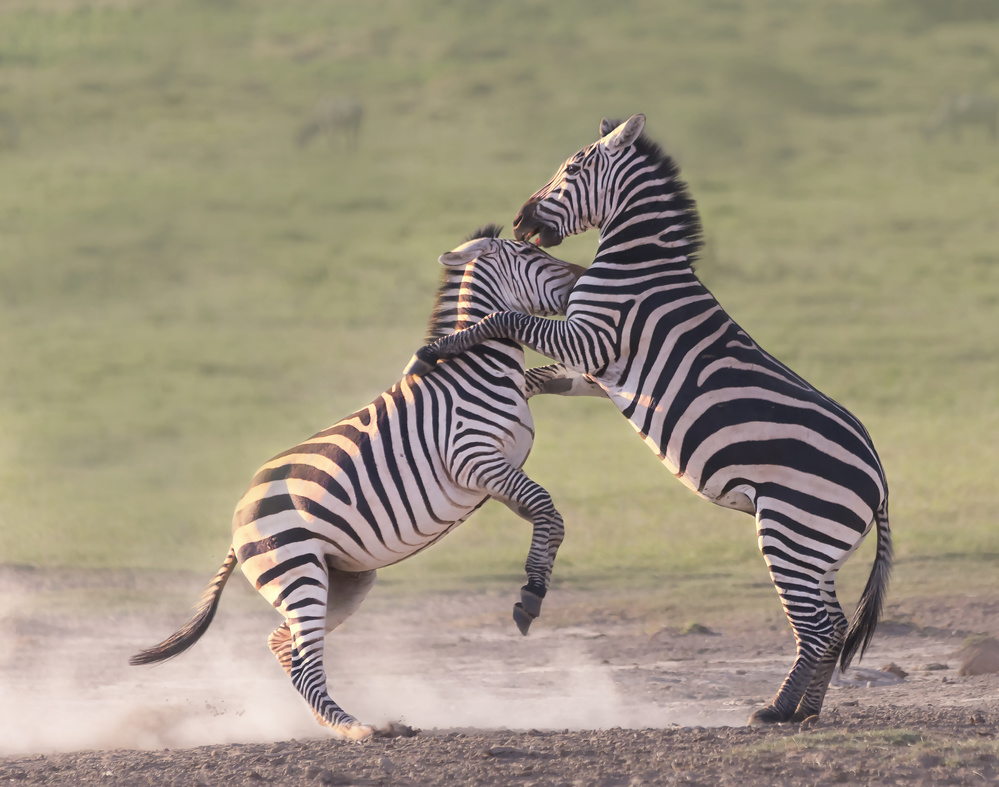 Zebras kämpfen from Yun Wang